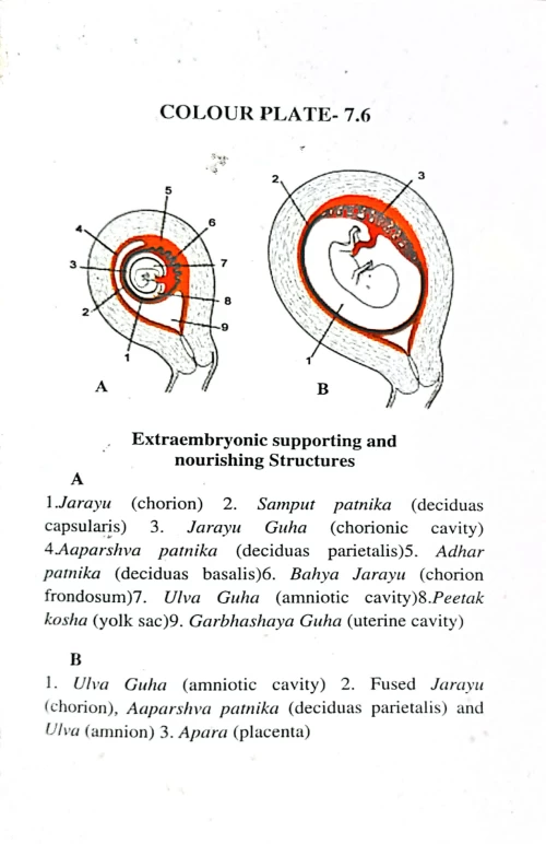 Embryology In Ayurveda